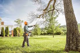 Best Tree Removal Services  in USA